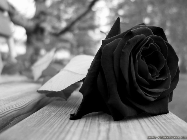black rose1